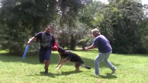 Guard Dog Training Step by Step!