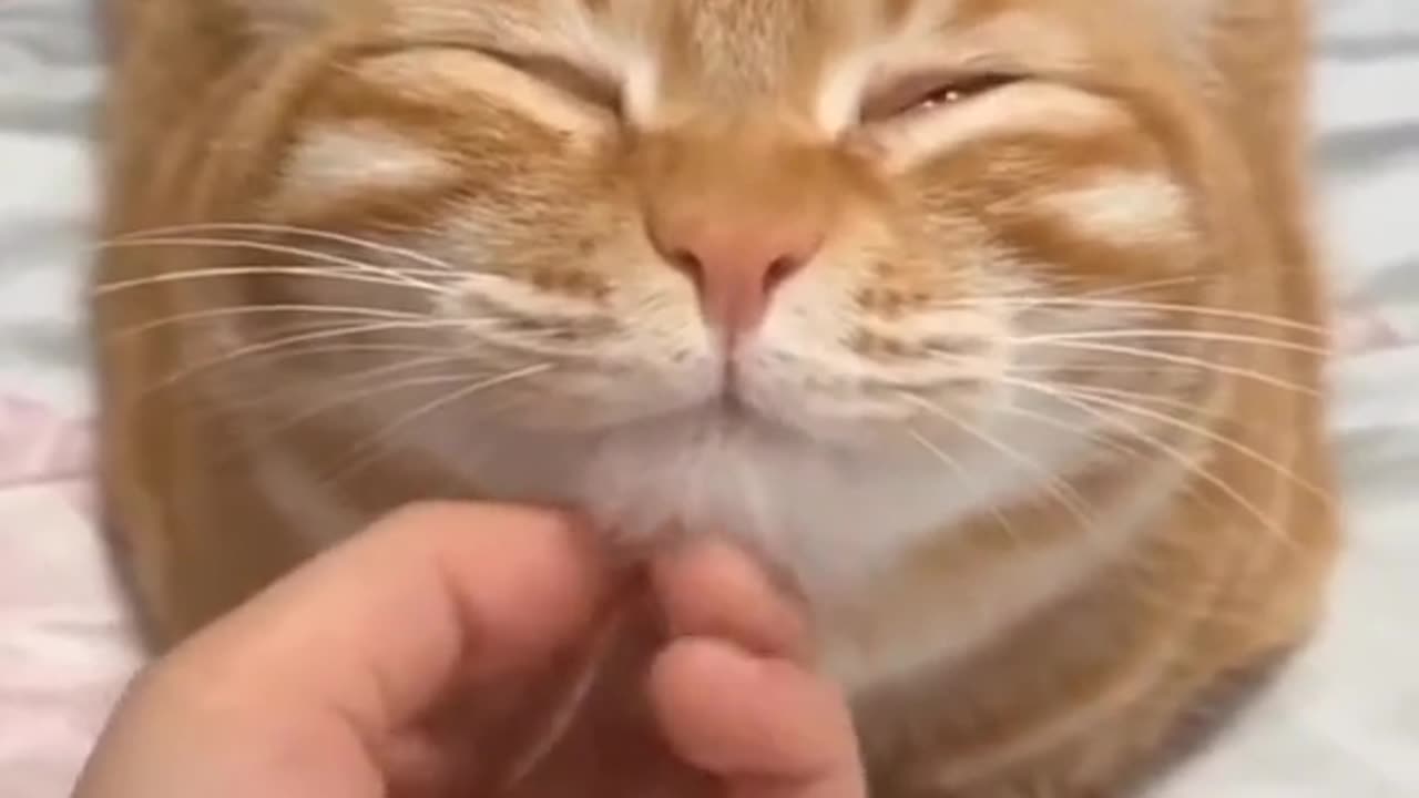 Beautiful Adorable Cat🐈🐈🐈