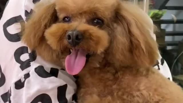 Why is my dog so bad? This is the dog I bought! Why bother me so much?14