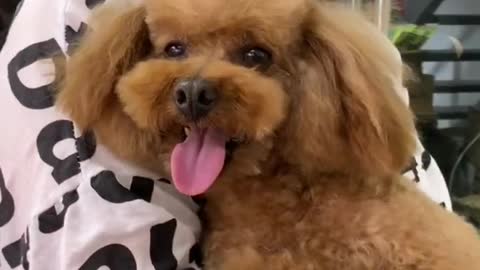 Why is my dog so bad? This is the dog I bought! Why bother me so much?14