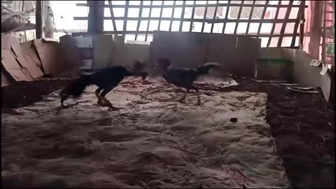 Fighting Roosters in a barn.