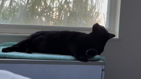 Cute Precious Piper Grooms and Exercises in Her Spa - Adopting a Cat from a Shelter Vlog