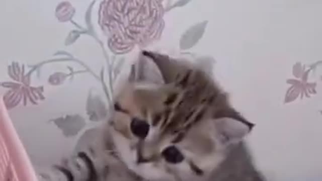 Cute funny Kitten Baby