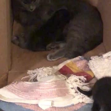 Momma cat and kittens pt2