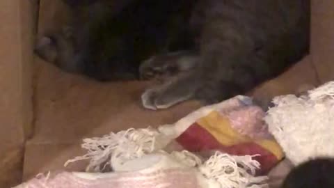 Momma cat and kittens pt2