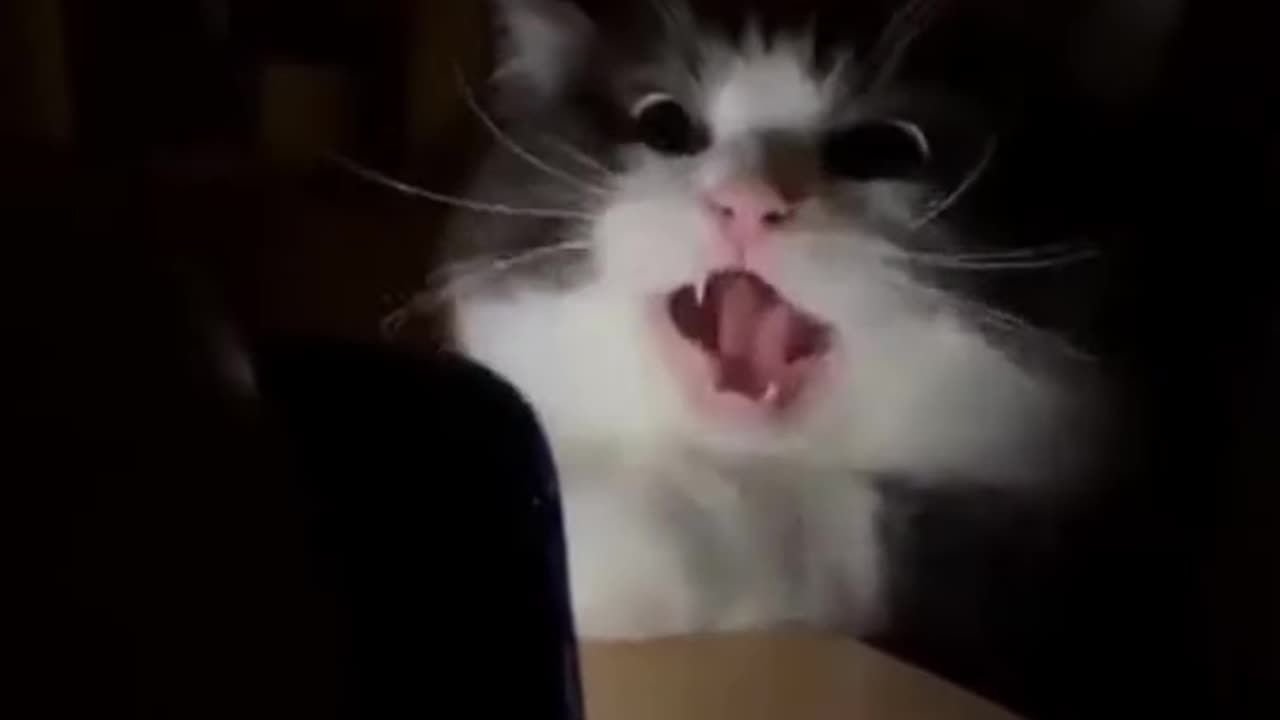 Most funny cat