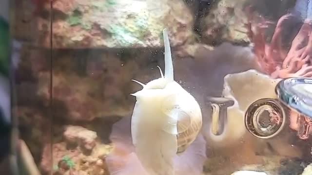 The residents of the jar!