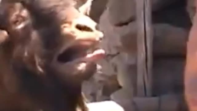Funny goat | Funny video