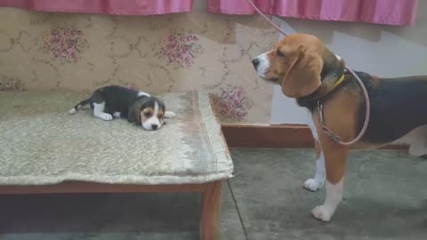 Deep conversation between father & daughter | Leo & Lilly |Leo The Beagle funny video