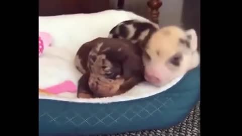 Animals Cute - Funny 07