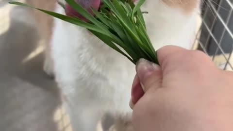 Greedy kitten