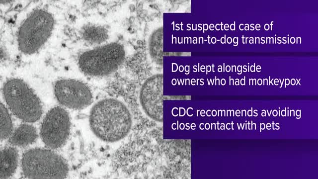 Dog believed to have contracted monkeypox in France