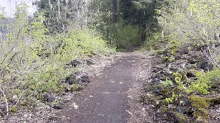 Viewpoint Bench to Coldwater Cove Campground – Clear Lake Loop – Willamette National Forest – 4K