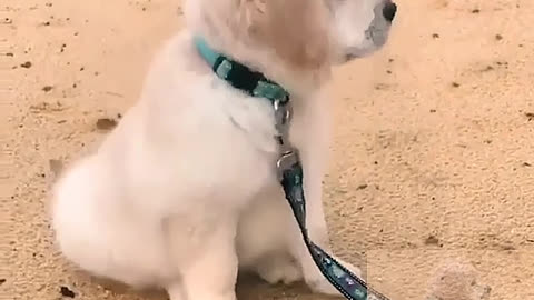 The beach