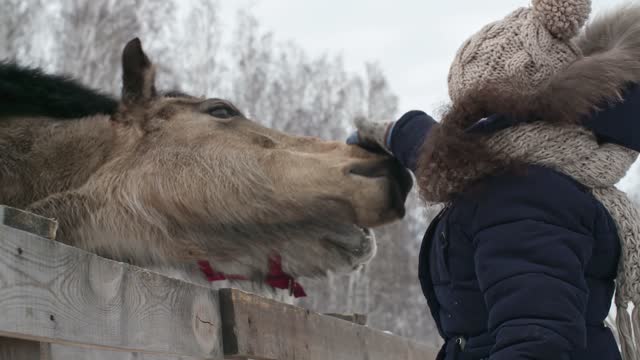 Watch a little girl touch her noses. Domesticated horses