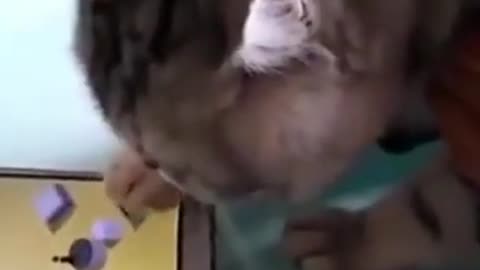 Cat playing game in Mobile
