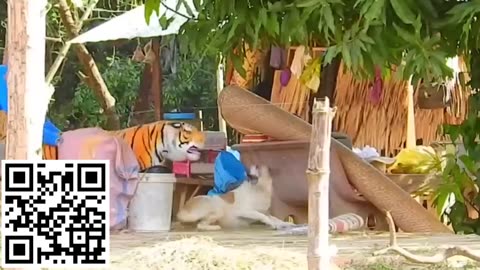 Troll Prank Dog Funny & fake Lion and Fake Tiger Prank To dog & Huge Box Prank to dog