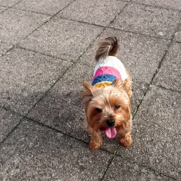 Yorkie Lucy Yorkshire terrier