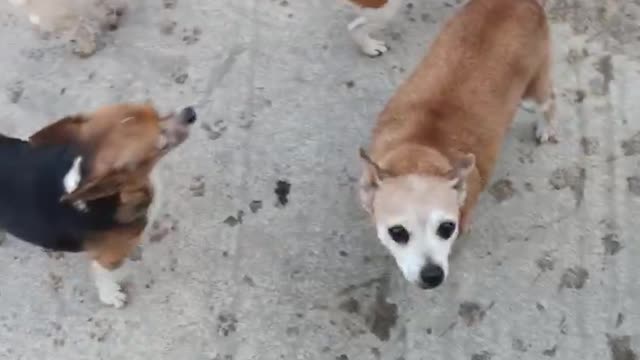 Pack of dogs who wanted protection tax