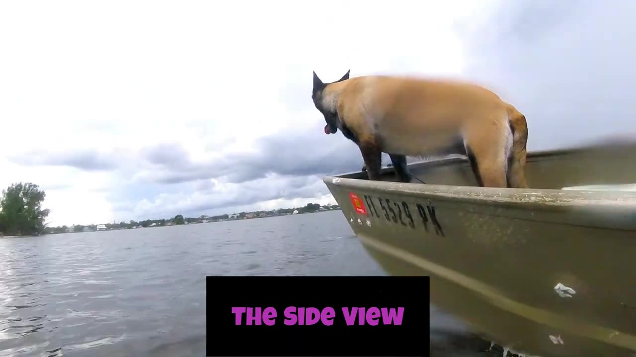 BIG DOG LITTLE BOAT🙂#DOG #MALINOIS #FLORIDA #SALTLIFE #ADVENTURE