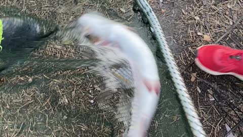 Lax fisk
