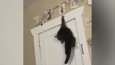 funny cats video 😂😱😂😱