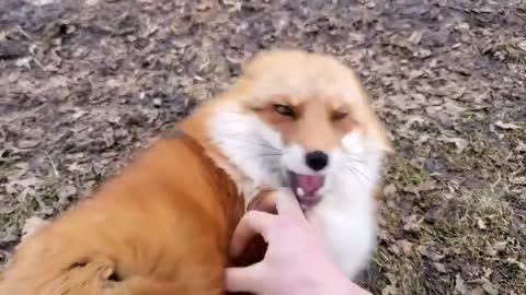 The voice of the fox glory be to God while playing