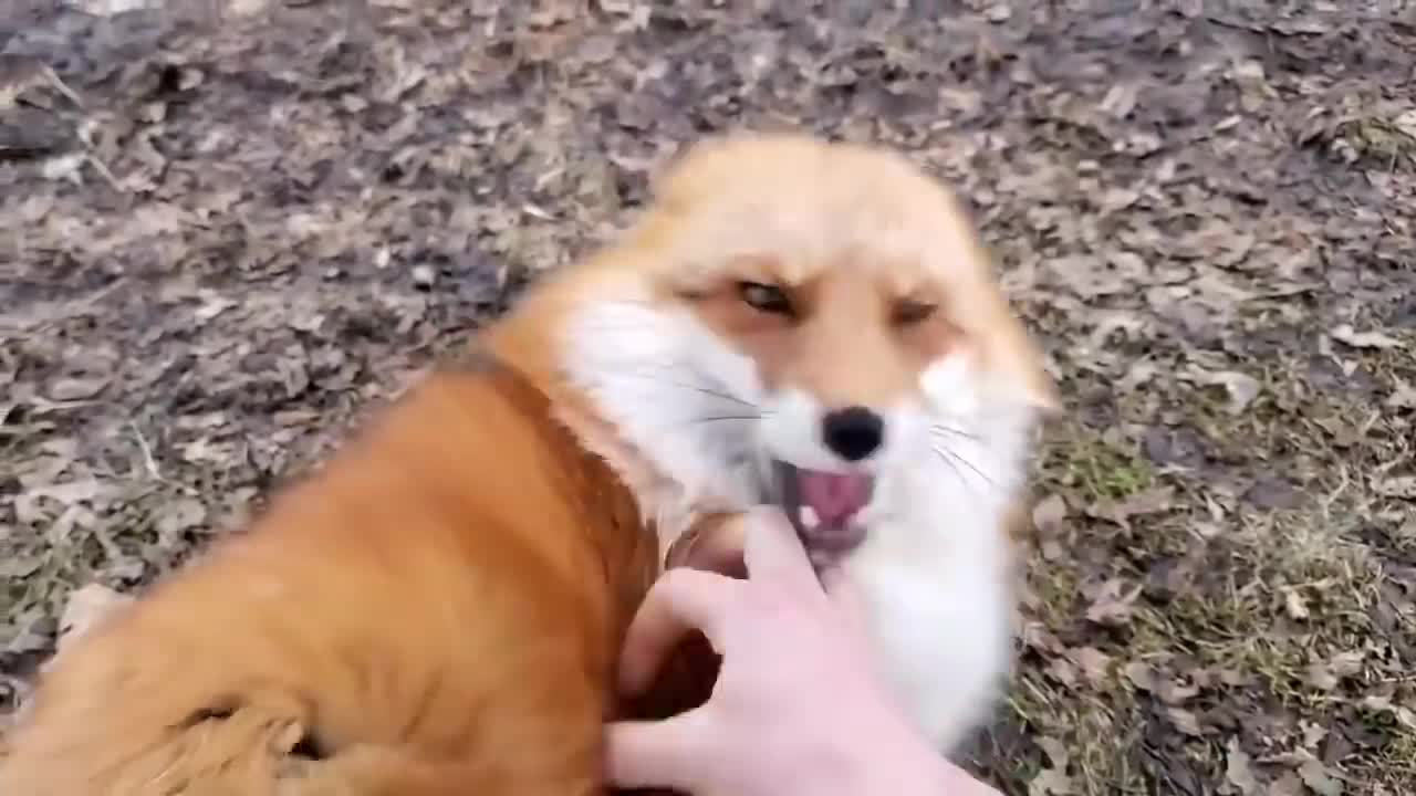 The voice of the fox glory be to God while playing