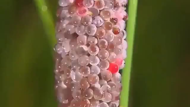 This is how the snails reproduce, so beautifull 😍