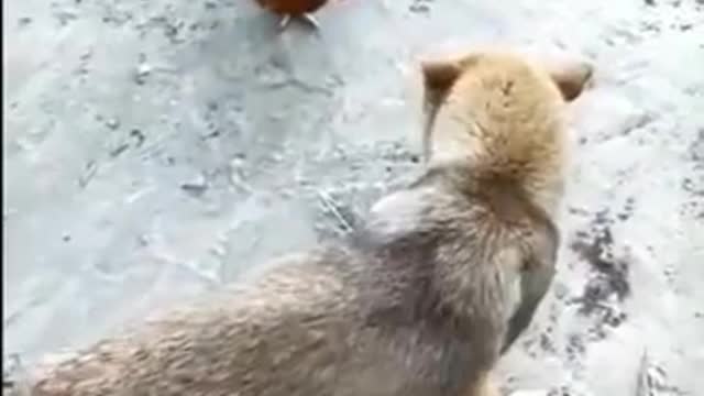 Chicken vs Dog -2