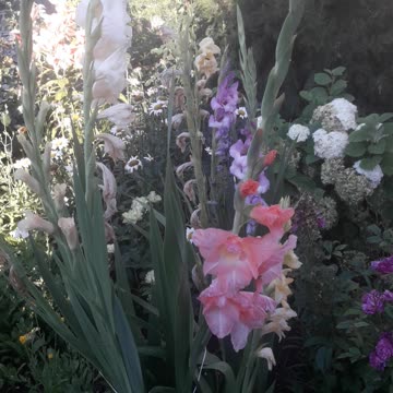 Gladioli