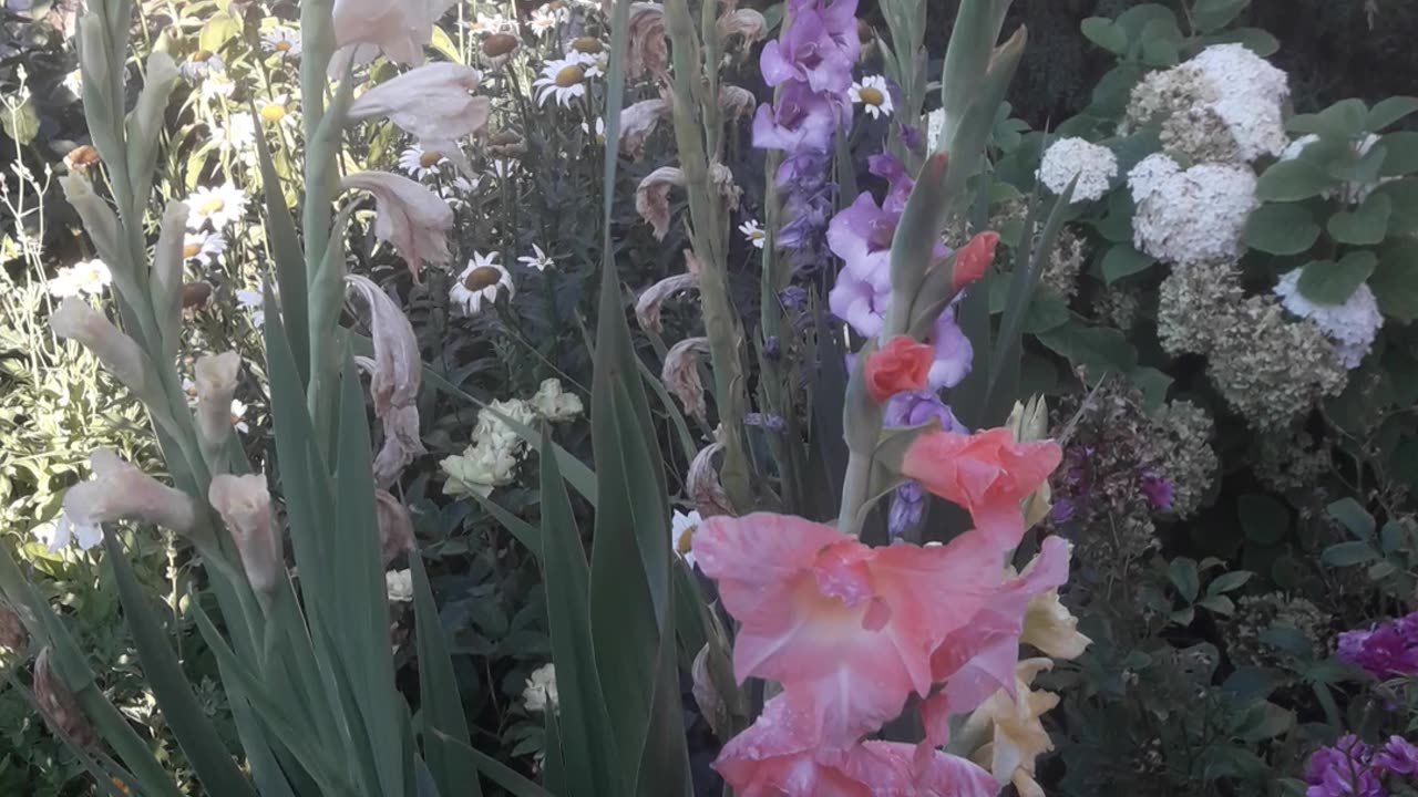 Gladioli