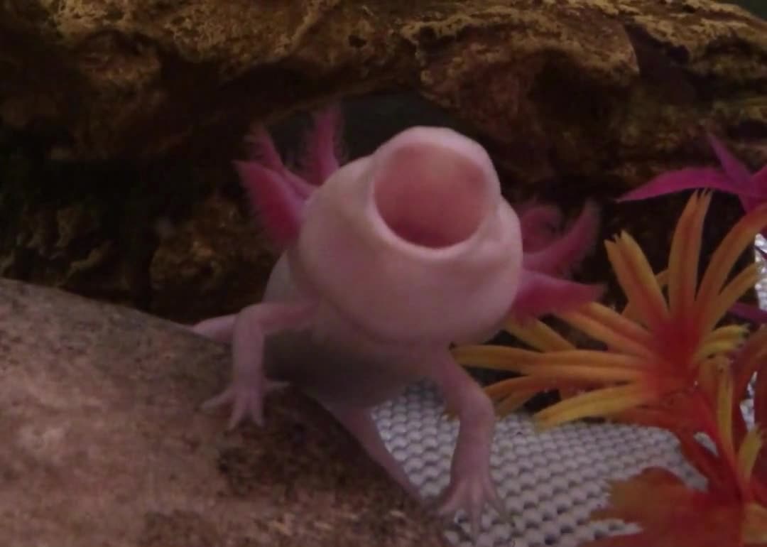 Cute axolotl yawns for the camera