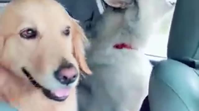 Just a cute golden boy listening to his husky friends howling😍