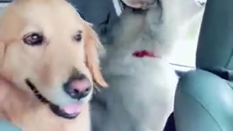 Just a cute golden boy listening to his husky friends howling😍