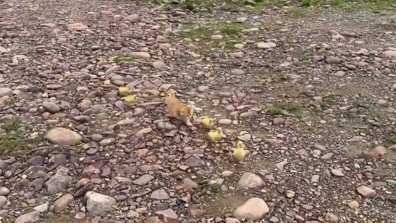 Kitten Takes Charge: Caring for Abandoned Ducklings