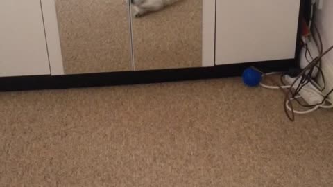 Dog sees mirror for the first time