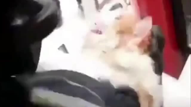 Cat rescued by the firefighters from the burning residential