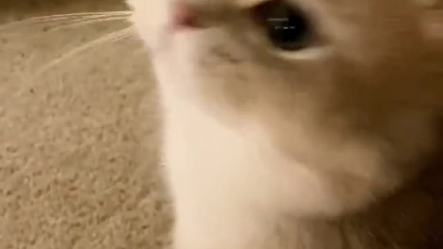 Meyaw 😻