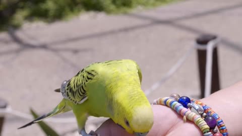 a-person-feeding-a-bird