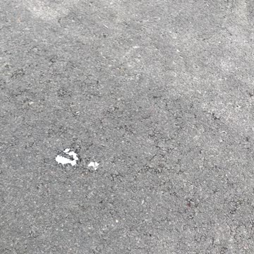 Interesting bird I saw on my walk