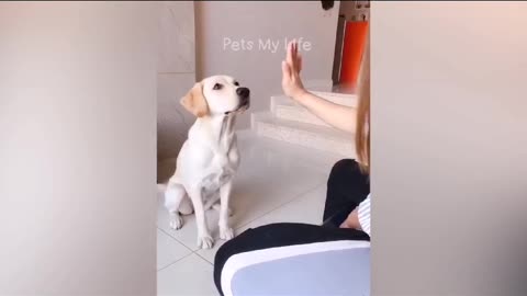 New funny Animals 2023
