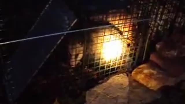 Safely Trap and relocate wildlife in the city