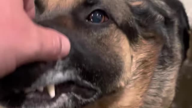 German shepherd goes from sleeping attack(❤️please subscribe my channel ❤️)