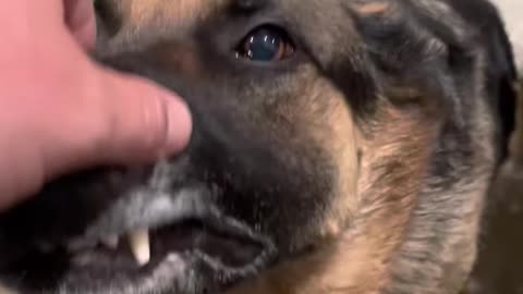 German shepherd goes from sleeping attack(❤️please subscribe my channel ❤️)