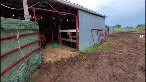 Horse on the edge of death delivers miracle to rescuers who saved her