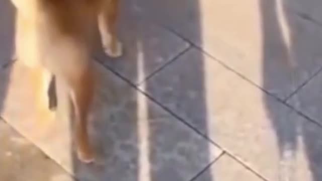 cat beat a dog#dog #animals #pet #shorts #dogfight #dognut cafe