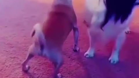 Dog funny videos