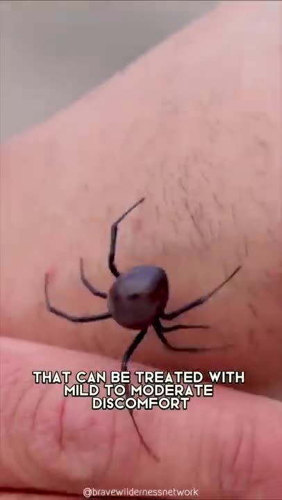 Black Widow 🕷 One Of The Most Dangerous Insects In The World #shorts #blackwidow #insect
