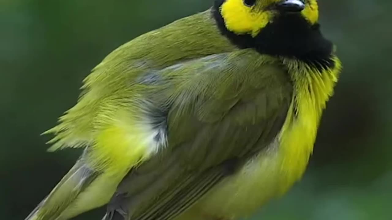 Hooded warbler